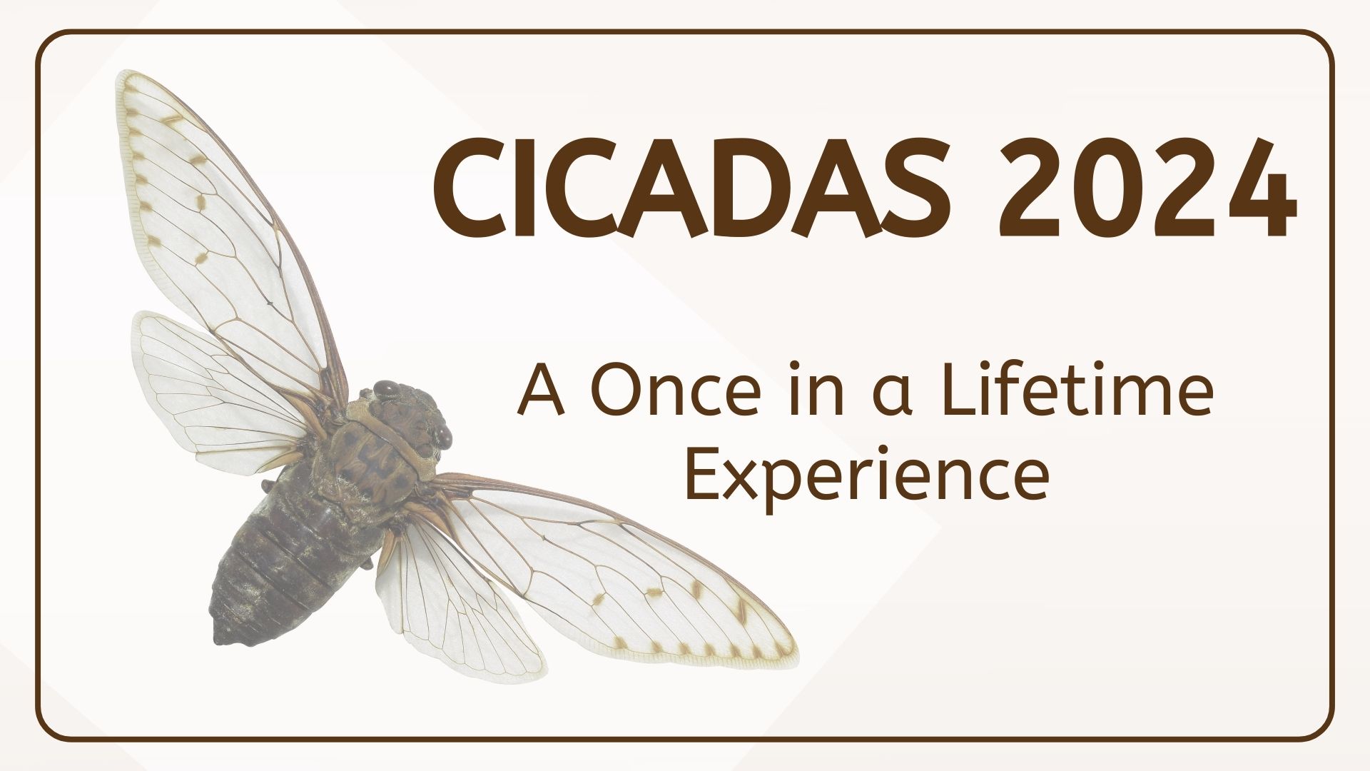 Cicadas 2024 — A Once in a Lifetime Experience Serving Boone, DeKalb